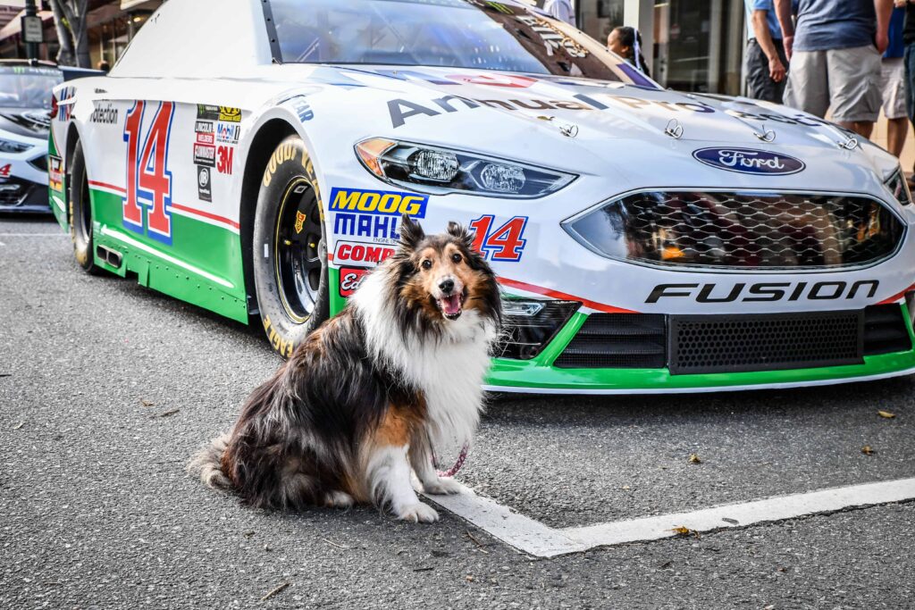 dog sitting by race car