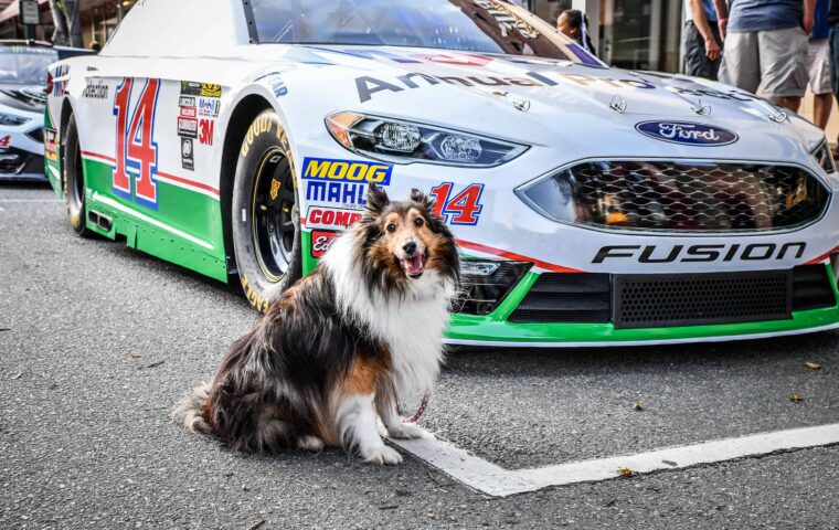 dog sitting by race car