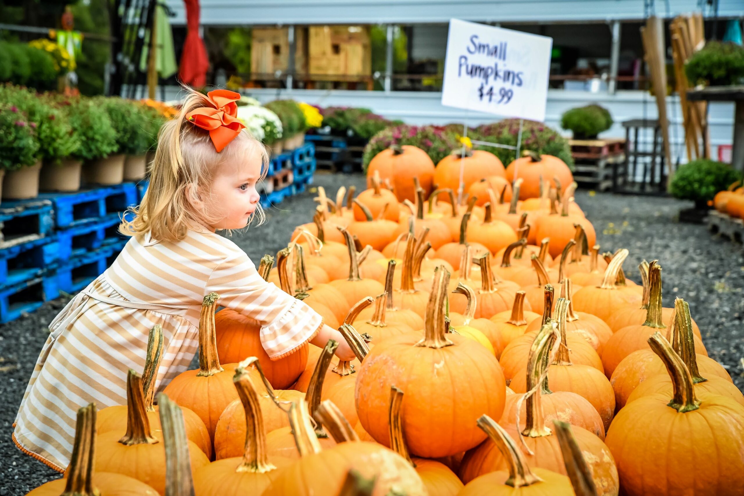 Celebrate Pumpkin Season in Cabarrus County