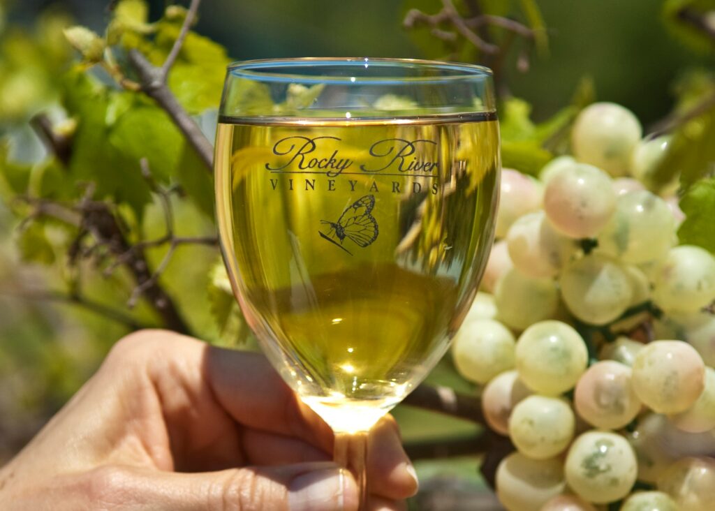 hand holding a glass of wine in front of grapes on vine