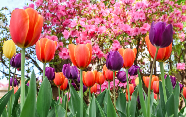 Photograph of a vibrant tulip garden featuring orange, purple, and yellow tulips in full bloom with lush green leaves. Pink flowering tree branches create a colorful backdrop, highlighting a lively springtime scene.