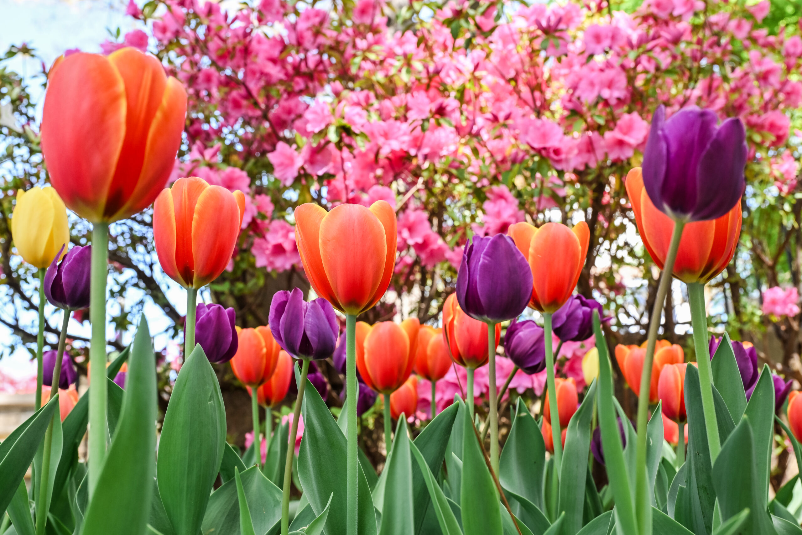 Cabarrus County in the Spring: Your Bucket List