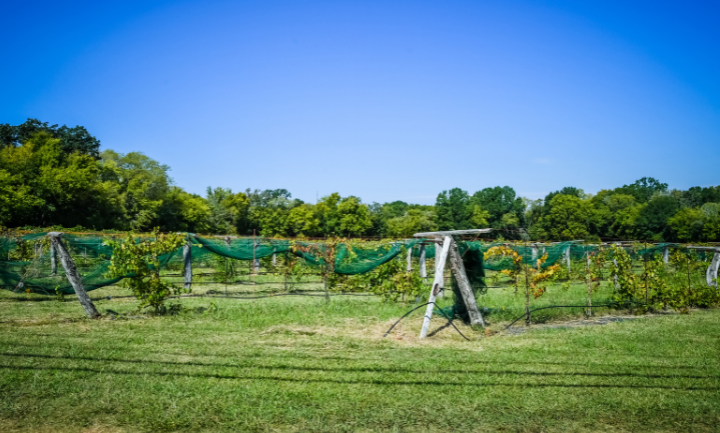 Sunflower Picking Party at Dover Vineyards
